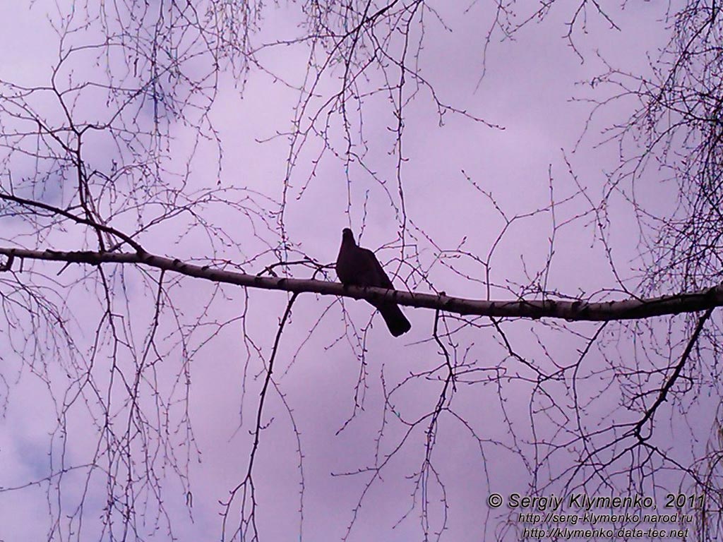 Фото Киева. Птица, апрель 2011.