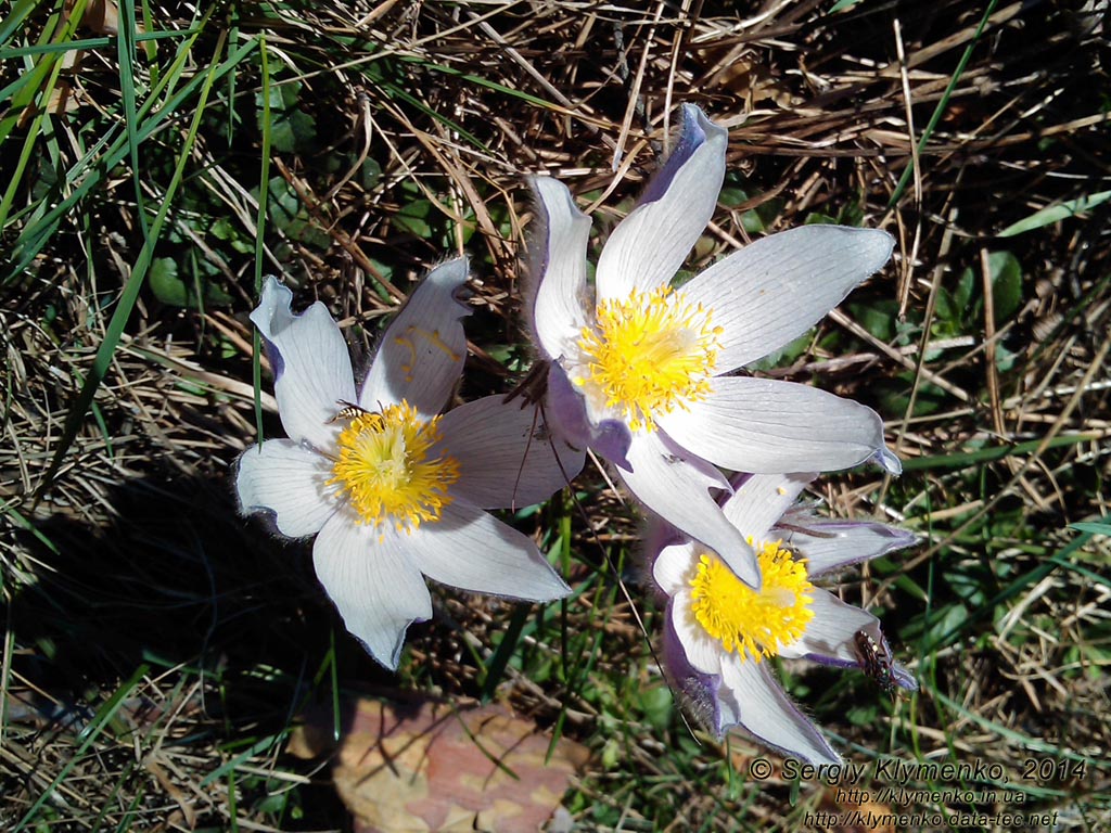 Фото Киева. Сон-трава, Прострел раскрытый (Pulsatilla patens, Рulsatilla multifida), март 2014.