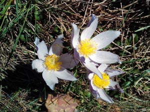 Фото Киева. Сон-трава, Прострел раскрытый (Pulsatilla patens, Рulsatilla multifida), март 2014.