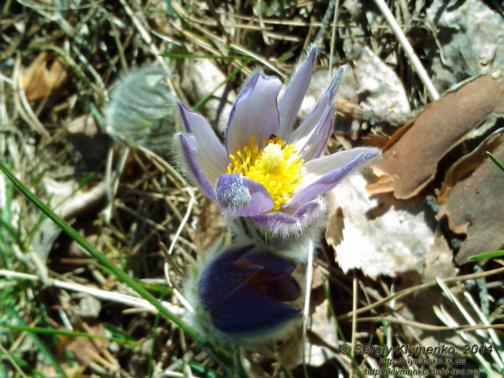 Фото Киева. Сон-трава, Прострел раскрытый (Pulsatilla patens, Рulsatilla multifida), март 2014.