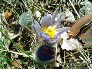 Фото Киева. Сон-трава, Прострел раскрытый (Pulsatilla patens, Рulsatilla multifida), март 2014.