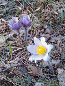 Фото Киева. Сон-трава, Прострел раскрытый (Pulsatilla patens, Рulsatilla multifida), март 2014.