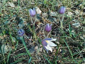 Фото Киева. Сон-трава, Прострел раскрытый (Pulsatilla patens, Рulsatilla multifida), март 2014.