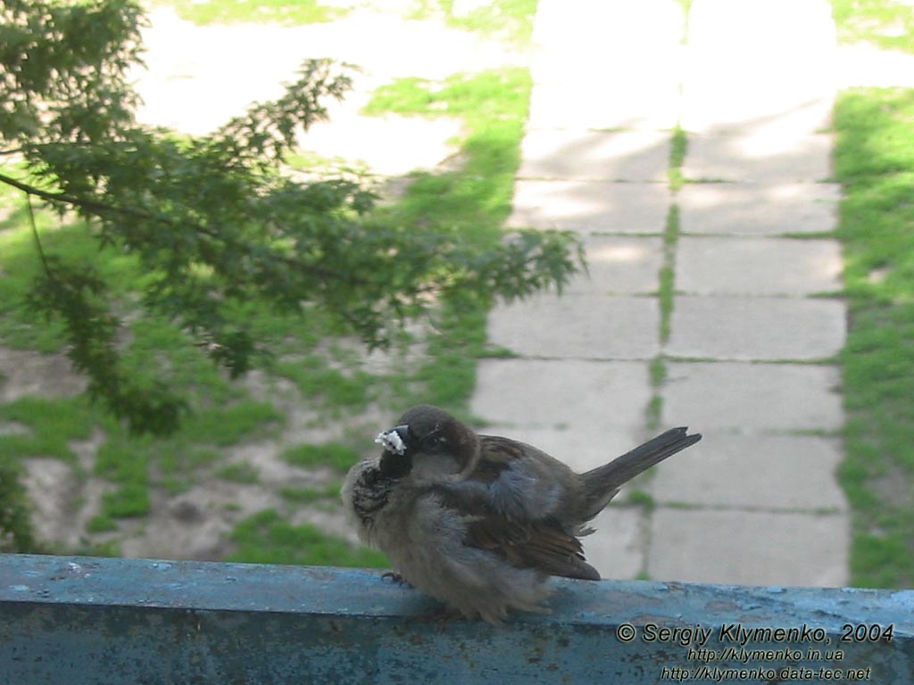 Фото Киева. Воробей с пёрышком, май 2004.