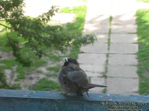 Фото Киева. Воробей с пёрышком, май 2004.
