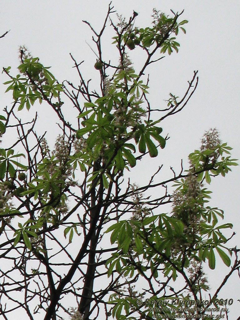 Фото Киева. Каштаны, цветущие в сентябре (2010 год).