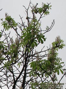 Фото Киева. Каштаны, цветущие в сентябре (2010 год).