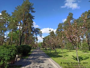 Фото Киева. В парке «Киото» (Деснянский район). Цветет сакура (японская вишня, Prunus serrulata).