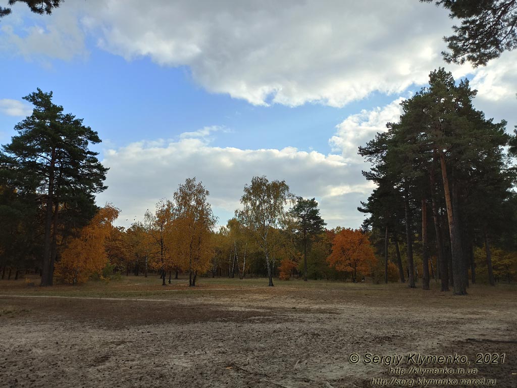Фото Киева, октябрь 2021 года. В лесу в пределах городской черты (Деснянский район).