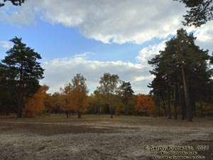 Фото Киева, октябрь 2021 года. В лесу в пределах городской черты (Деснянский район).
