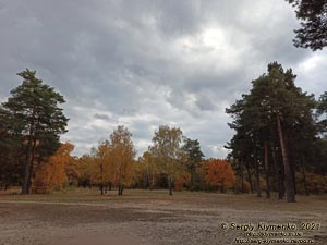 Фото Киева, октябрь 2021 года. В лесу в пределах городской черты (Деснянский район).