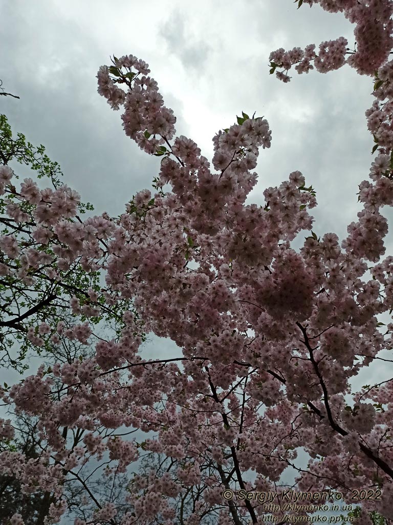 Фото Киева. В парке «Киото» (Деснянский район). Цветет сакура (японская вишня, Prunus serrulata).