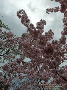 Фото Киева. В парке «Киото» (Деснянский район). Цветет сакура (японская вишня, Prunus serrulata).