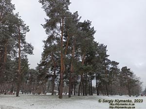 Фото Киева. В парке «Киото» (Деснянский район).