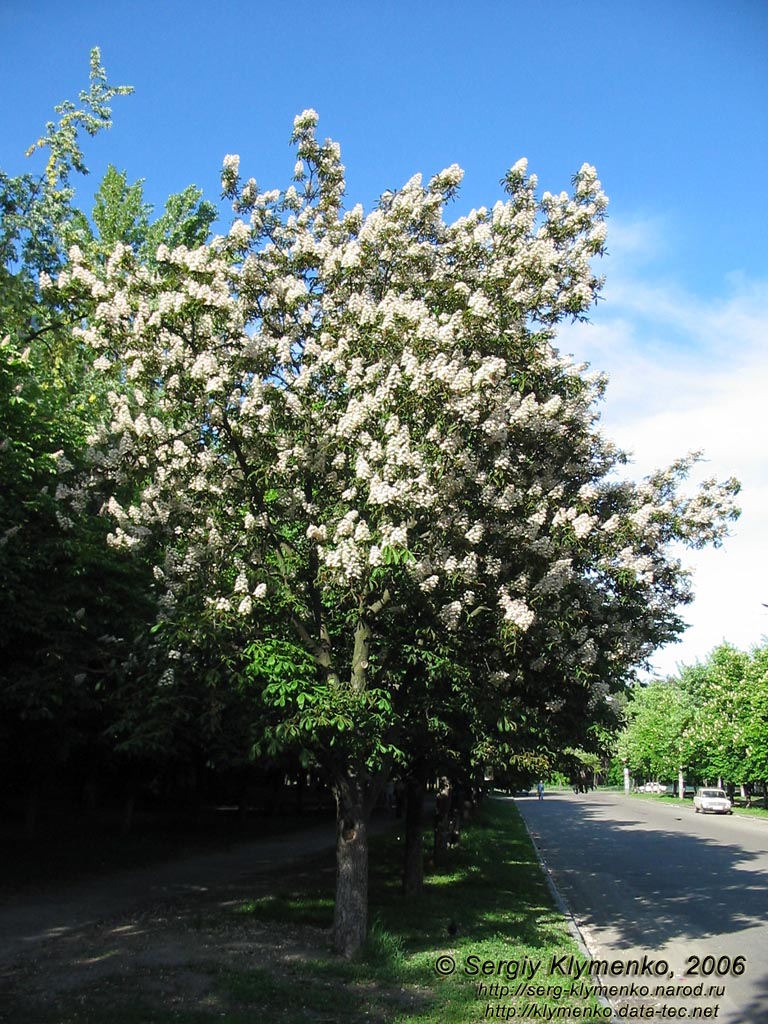 Фото Киева. Цветут каштаны, май 2006.