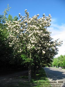 Фото Киева. Цветут каштаны, май 2006.