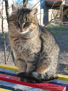Фото Киева. Киска-красавица, декабрь 2006.