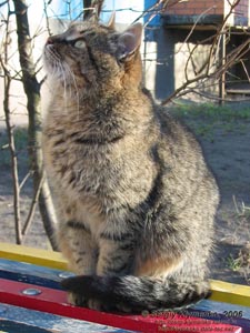 Фото Киева. Киска-красавица, декабрь 2006.