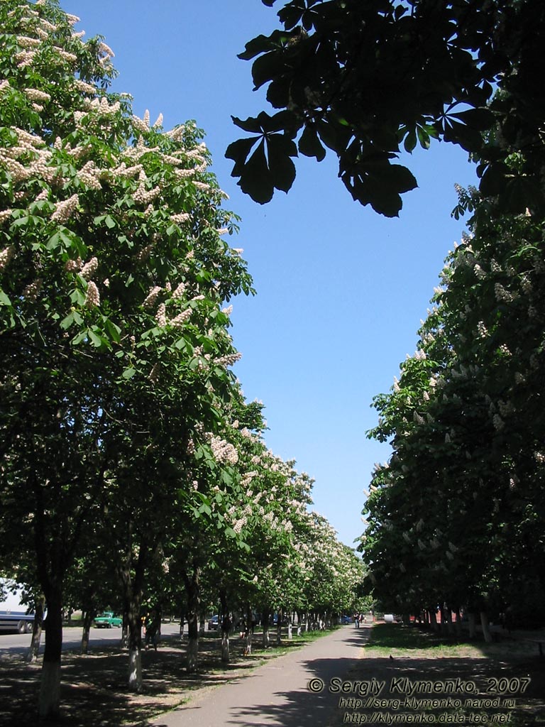 Фото Киева. Цветут каштаны, май 2007.