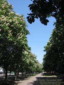Фото Киева. Цветут каштаны, май 2007.
