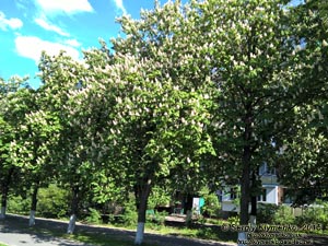 Фото Киева. Цветут каштаны, май 2015.