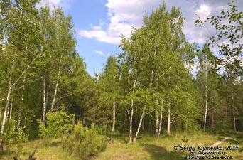 Фото Киева. Берёзовая рощица, май 2015.
