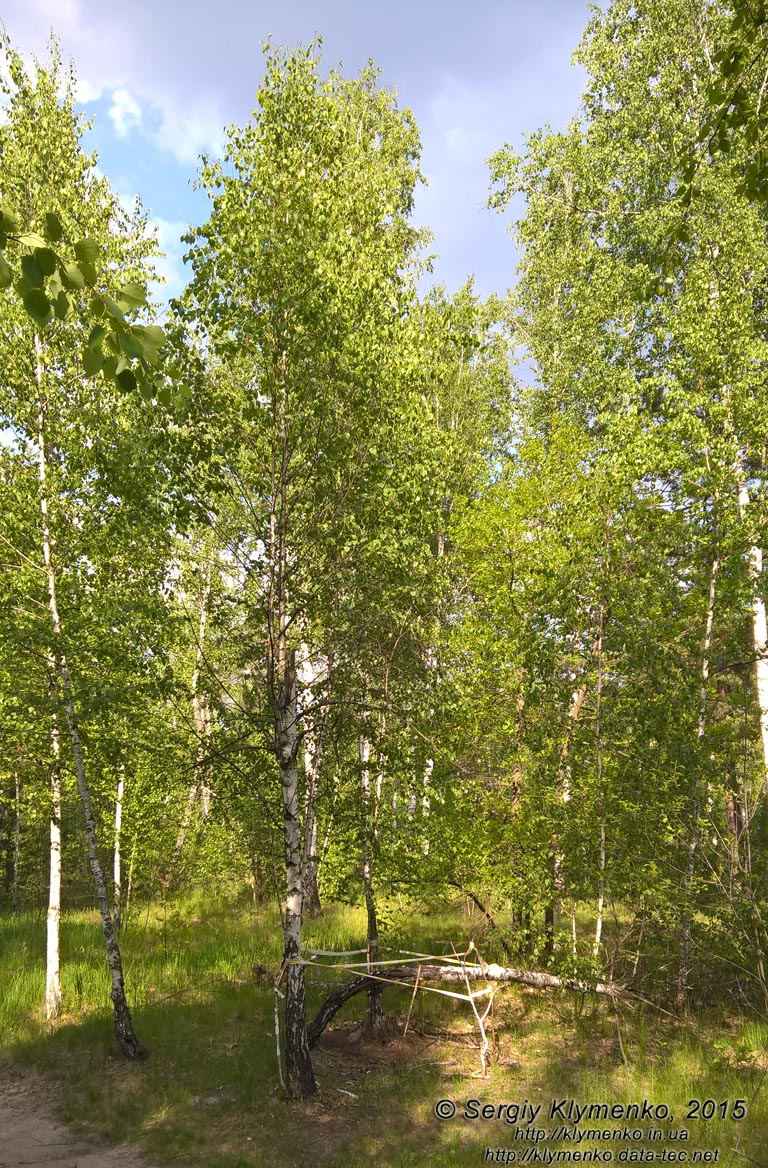Фото Киева. Берёзовая рощица и пень-муравейник, май 2015.