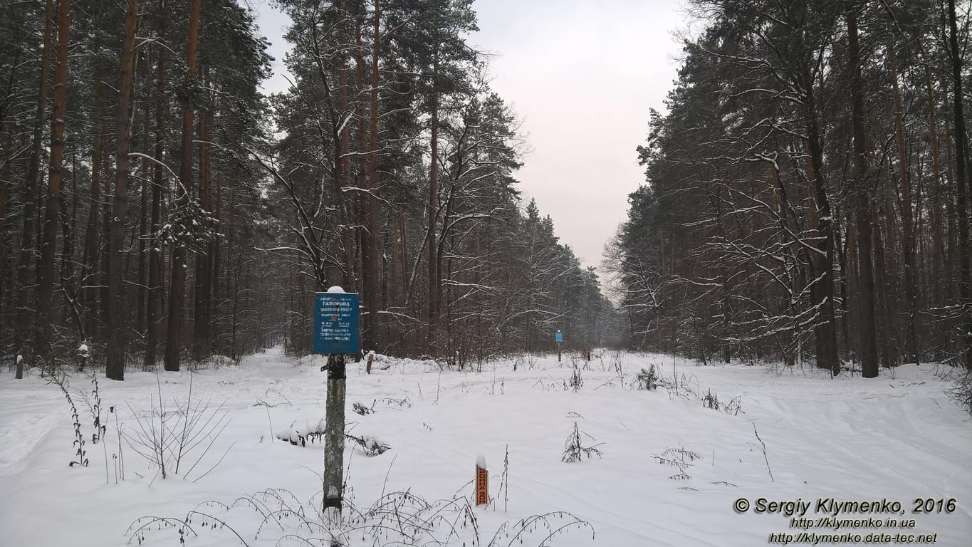 Фото Киева. В зимнем лесу возле ТЭЦ-6, январь 2016.