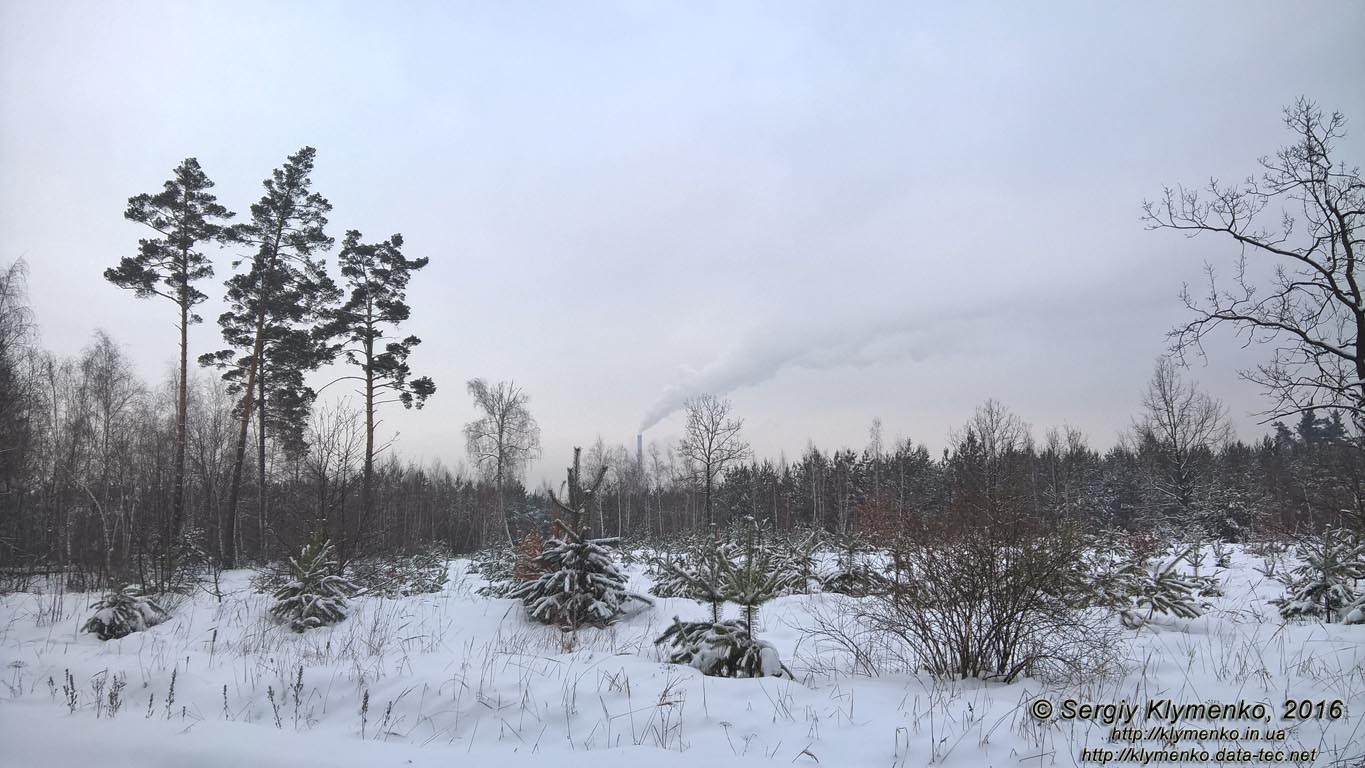 Фото Киева. В зимнем лесу возле ТЭЦ-6, январь 2016.