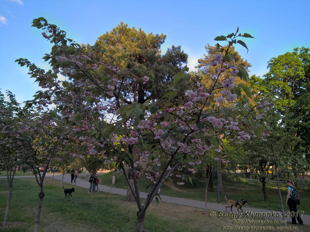 Фото Киева. В парке «Киото» (Деснянский район). Цветет сакура (японская вишня, Prunus serrulata).