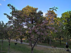 Фото Киева. В парке «Киото» (Деснянский район). Цветет сакура (японская вишня, Prunus serrulata).