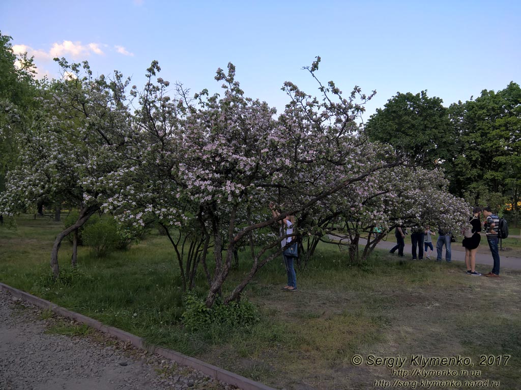 Фото Киева. В парке «Киото» (Деснянский район). Цветет сакура (японская вишня, Prunus serrulata).