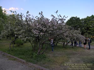 Фото Киева. В парке «Киото» (Деснянский район). Цветет сакура (японская вишня, Prunus serrulata).