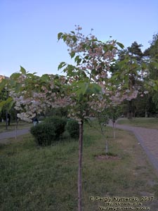 Фото Киева. В парке «Киото» (Деснянский район). Цветет сакура (японская вишня, Prunus serrulata).
