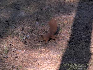 Фото Киева. Обыкновенная белка (Sciurus vulgaris) в лесу, сентябрь 2017.