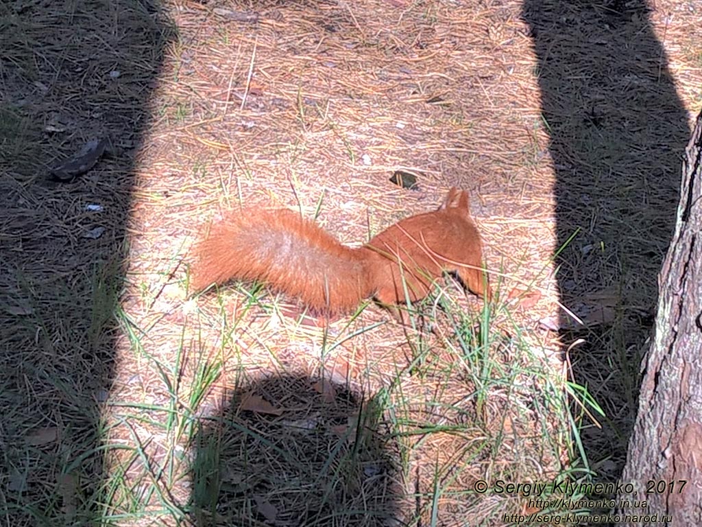 Фото Киева. Обыкновенная белка (Sciurus vulgaris) в лесу, сентябрь 2017.