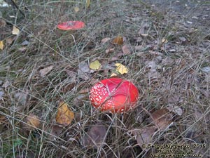 Фото Киева. Мухомор красный (Amanita muscaria), октябрь 2019.