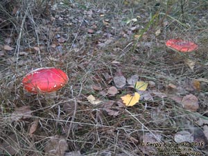Фото Киева. Мухомор красный (Amanita muscaria), октябрь 2019.