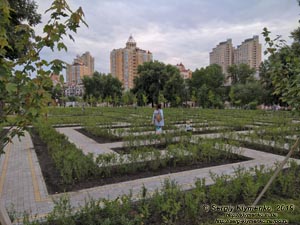 Фото Киева. Оболонь. В обновлённом парке «Наталка» (Оболонская набережная). «Зелёный лабиринт».