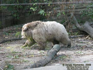 Фото Киева. Киевский Зоопарк. Медведь бурый тянь-шанський.