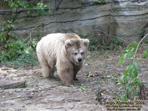 Фото Киева. Киевский Зоопарк. Медведь бурый тянь-шанський.