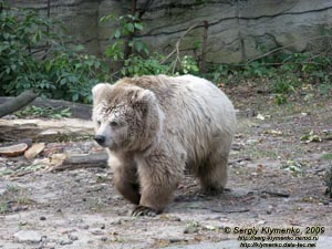 Фото Киева. Киевский Зоопарк. Медведь бурый тянь-шанський.