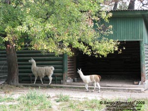 Фото Киева. Киевский Зоопарк. Лама.