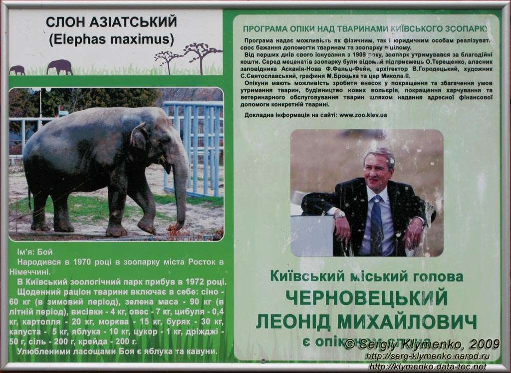 Фото Киева. Киевский Зоопарк. Азиатский слон по имени Бой. Опекуном слона был тогдашний Киевский мэр Черновецкий Леонид Михайлович.