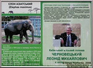 Фото Киева. Киевский Зоопарк. Азиатский слон по имени Бой. Опекуном слона был тогдашний Киевский мэр Черновецкий Леонид Михайлович.