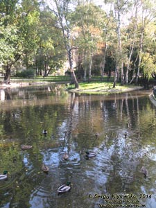 Фото Кракова. Старый Город. Пруд (Staw) на Плантах (Planty).