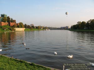 Фото Кракова. Лебеди и утки на Висле невдалеке от Вавеля (Łabędzie i kaczki na Wiśle).