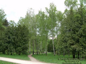 Белая Церковь, Александрийский парк. Фото. По дорожке к березовой роще.