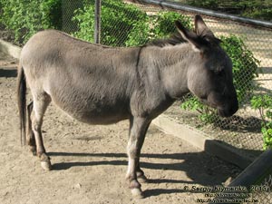 Херсонская область. Аскания-Нова. Фото. В зоопарке. Домашний осёл (Equus asinus).