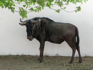 Херсонская область. Аскания-Нова. Фото. В зоопарке. Голубой гну (Connochaetes taurinus).
